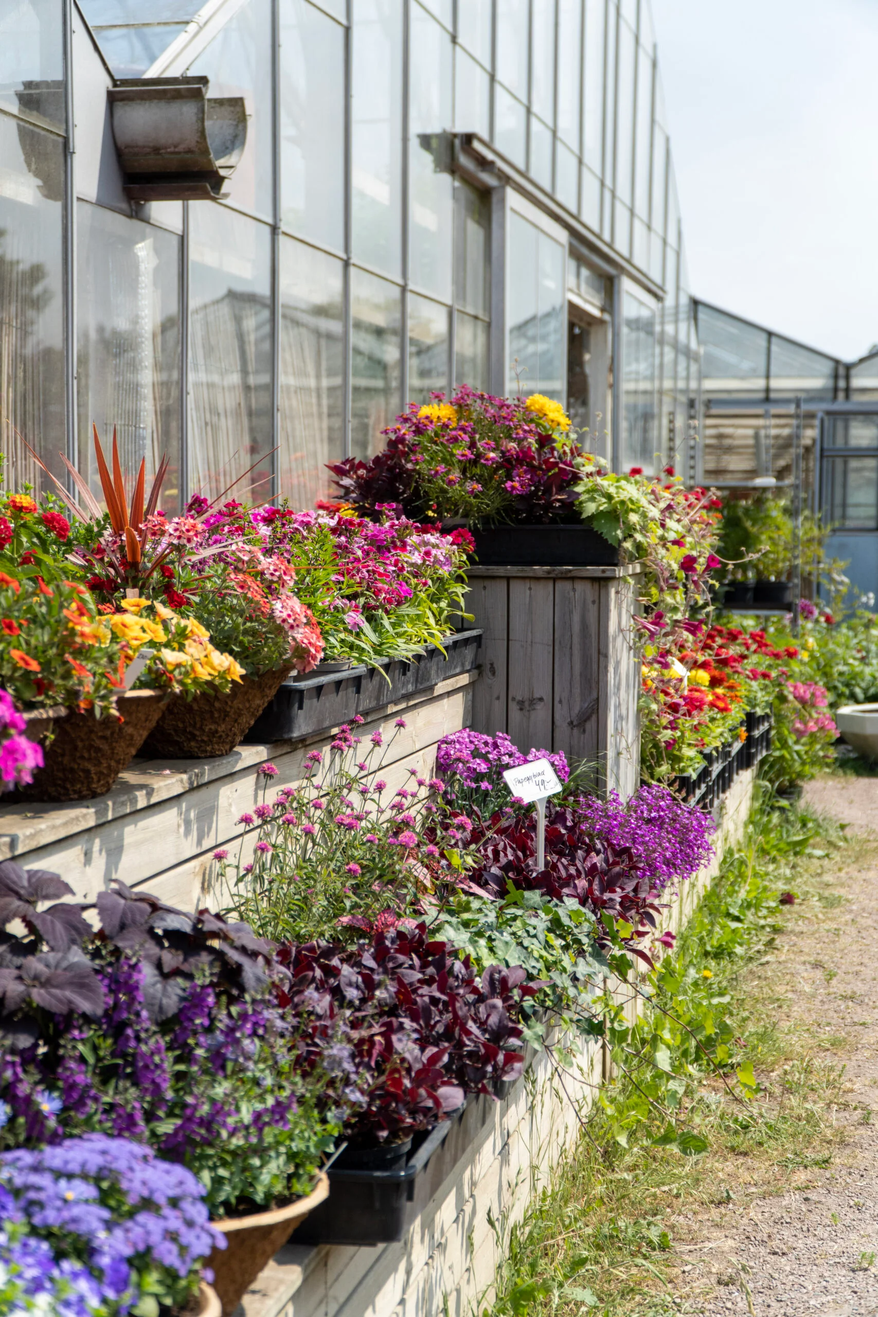 Blomsterutställning längs utsidan av Välaplantors växthus.
