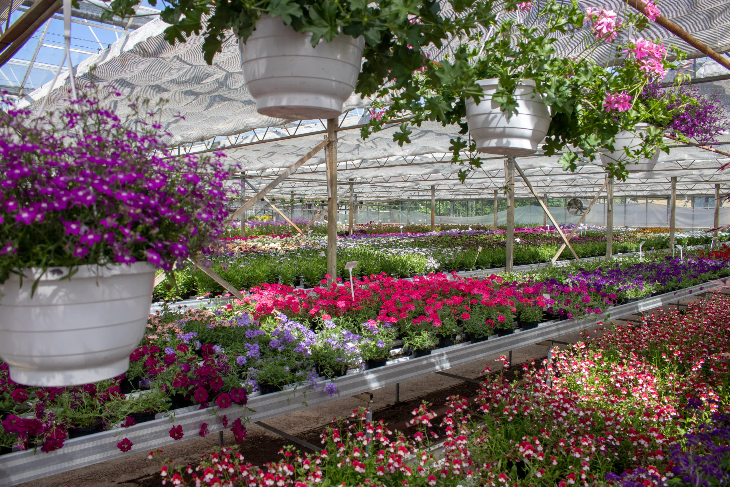 Amplar och täta rader av blommande plantor i växthuset.